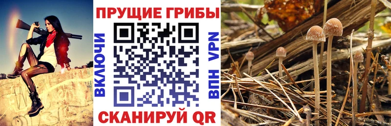 дарнет шоп  Калачинск  Галлюциногенные грибы Cubensis 